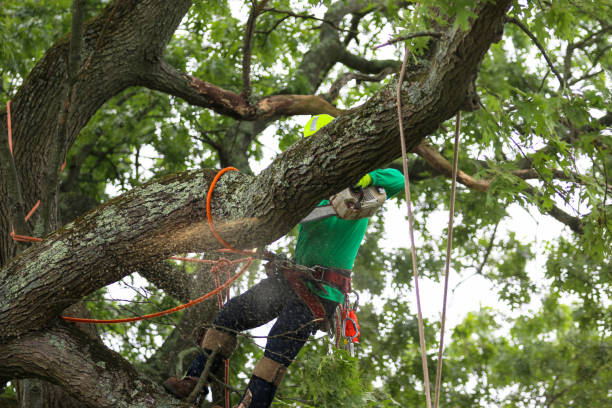  Plain City, UT Tree Services Pros