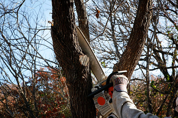 Trusted Plain City, UT Tree Services Experts