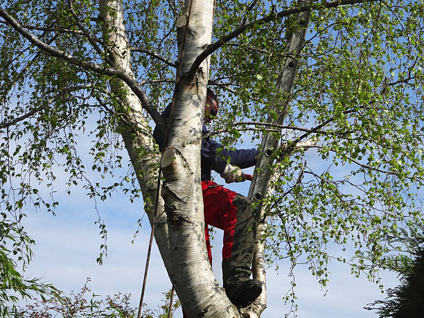 Best Tree Maintenance Programs  in Plain City, UT